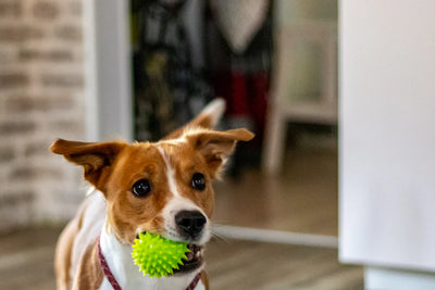 Durable Chew Toys and Essentials for Active Dogs