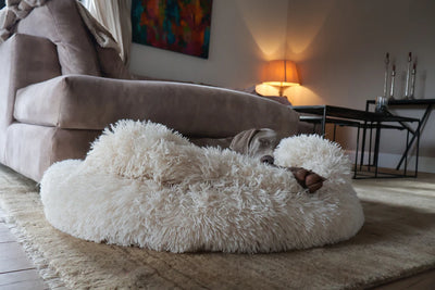 Comfortable and Affordable Pet Beds for Your Furry Friends