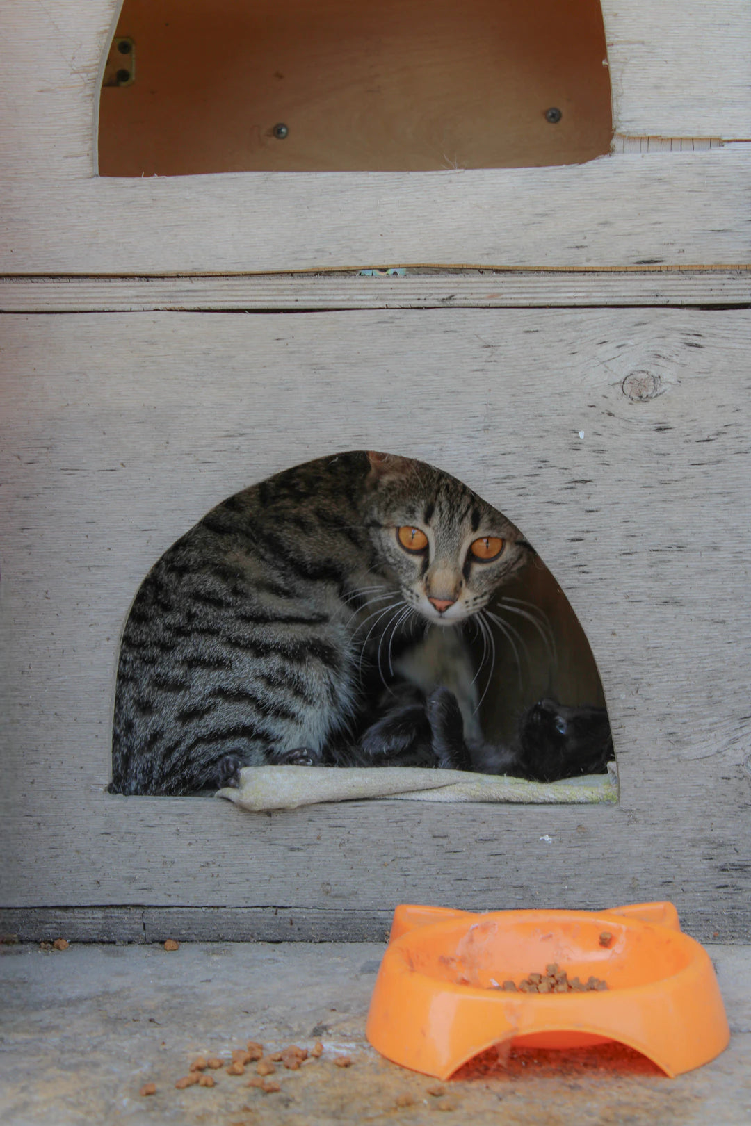 Durable Heated Shelters for Outdoor Cats in Winter