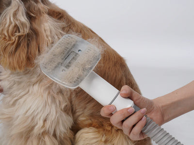 Affordable Grooming Tools to Keep Pets Happy and Healthy