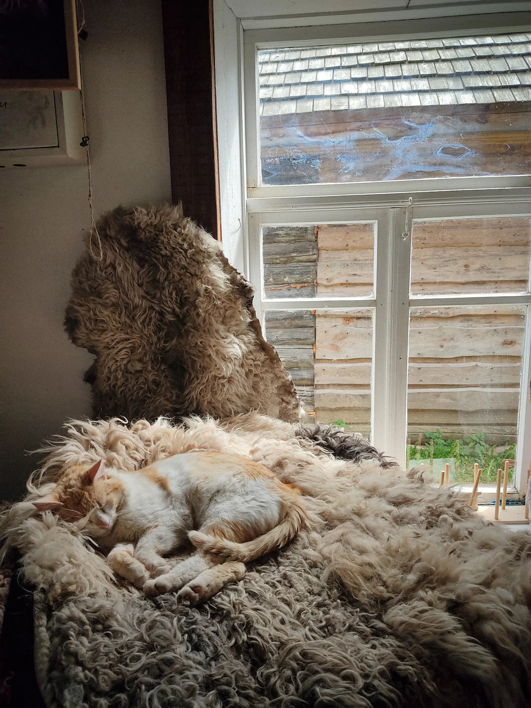 Cozy Beds for Small Pets Comfort and Style Combined