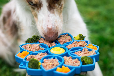 Convenient Feeding Solutions for Dogs and Cats
