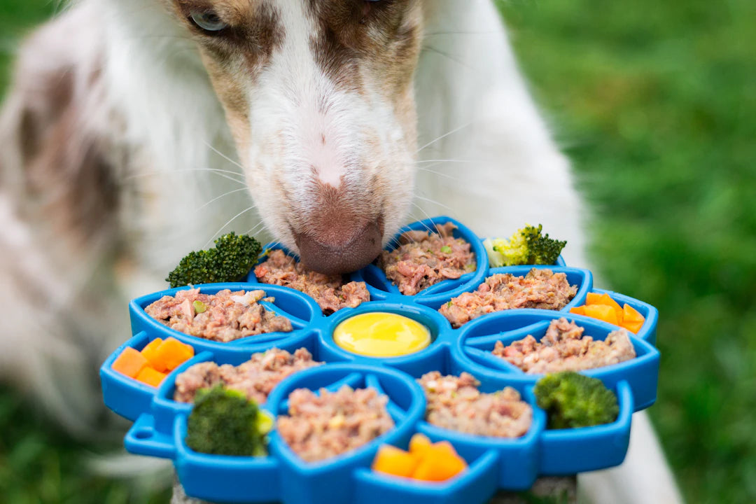 Convenient Feeding Solutions for Dogs and Cats