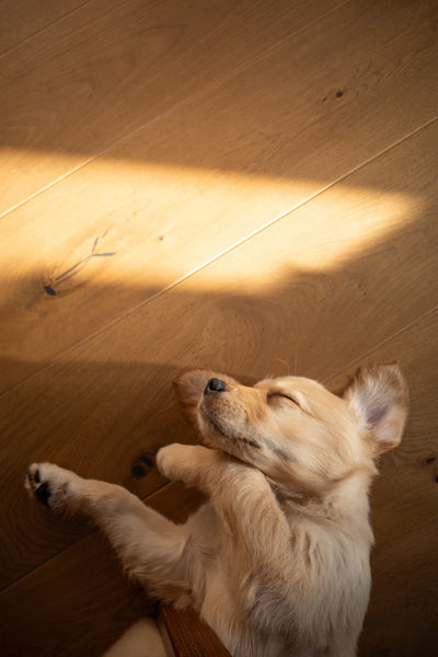 Affordable Flooring Solutions for Pet Lovers