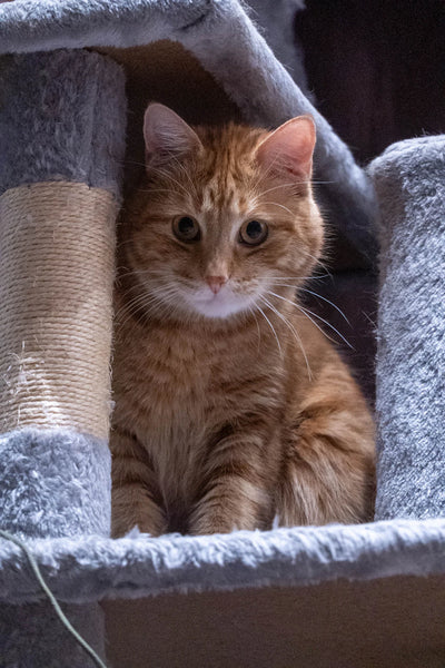 Crafting Budget-Friendly Pet Furniture with Style