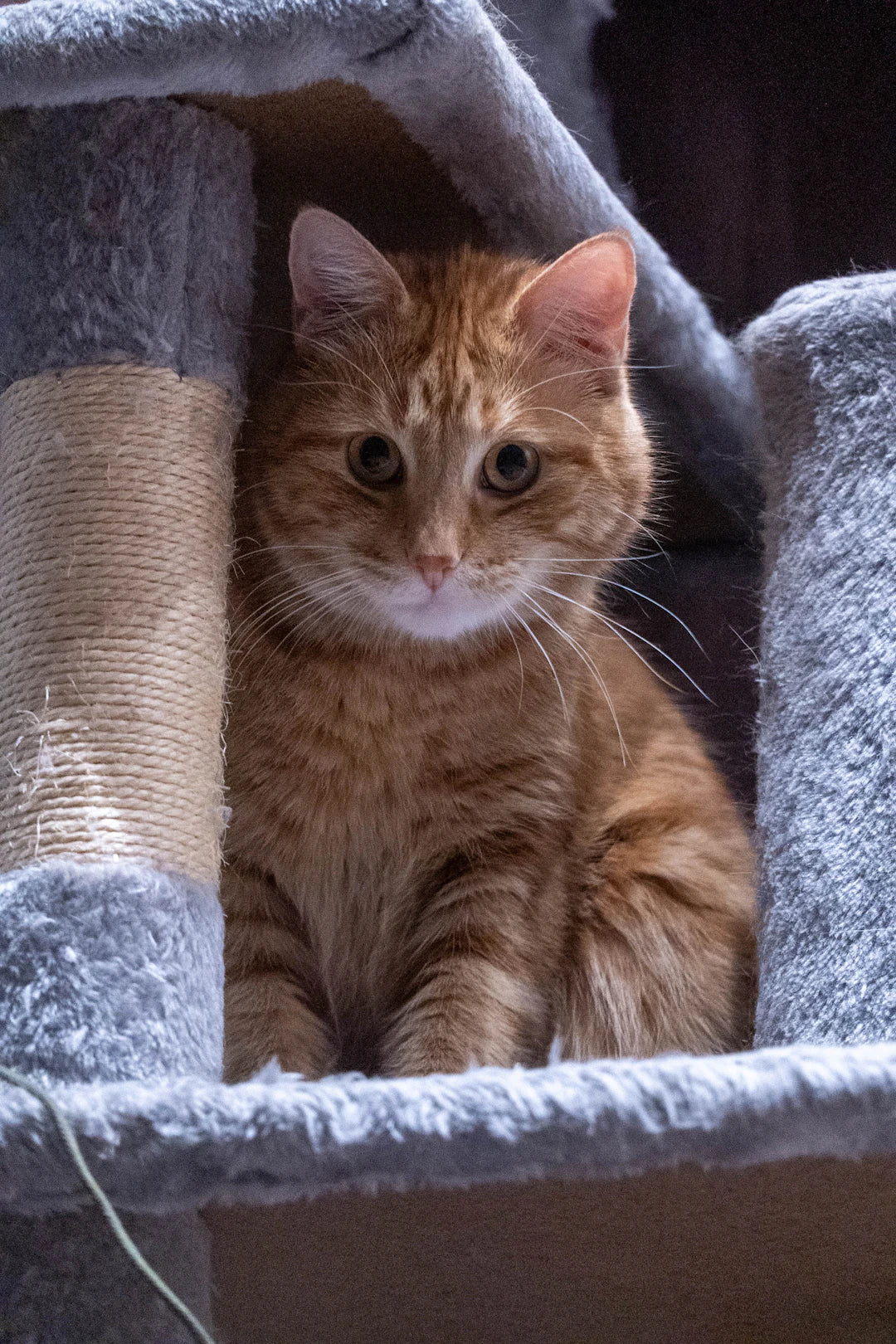 Crafting Budget-Friendly Pet Furniture with Style