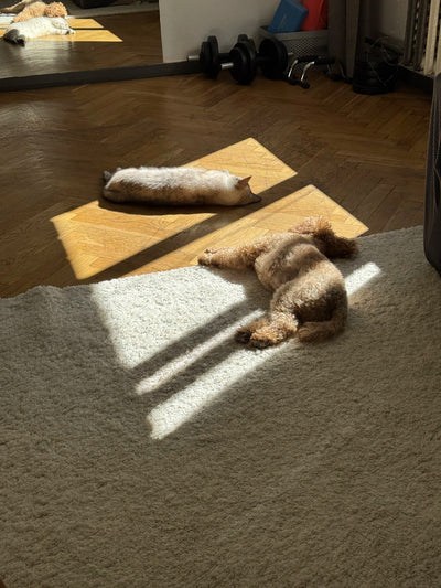 Creating Safe Spaces for Pets in Small Homes