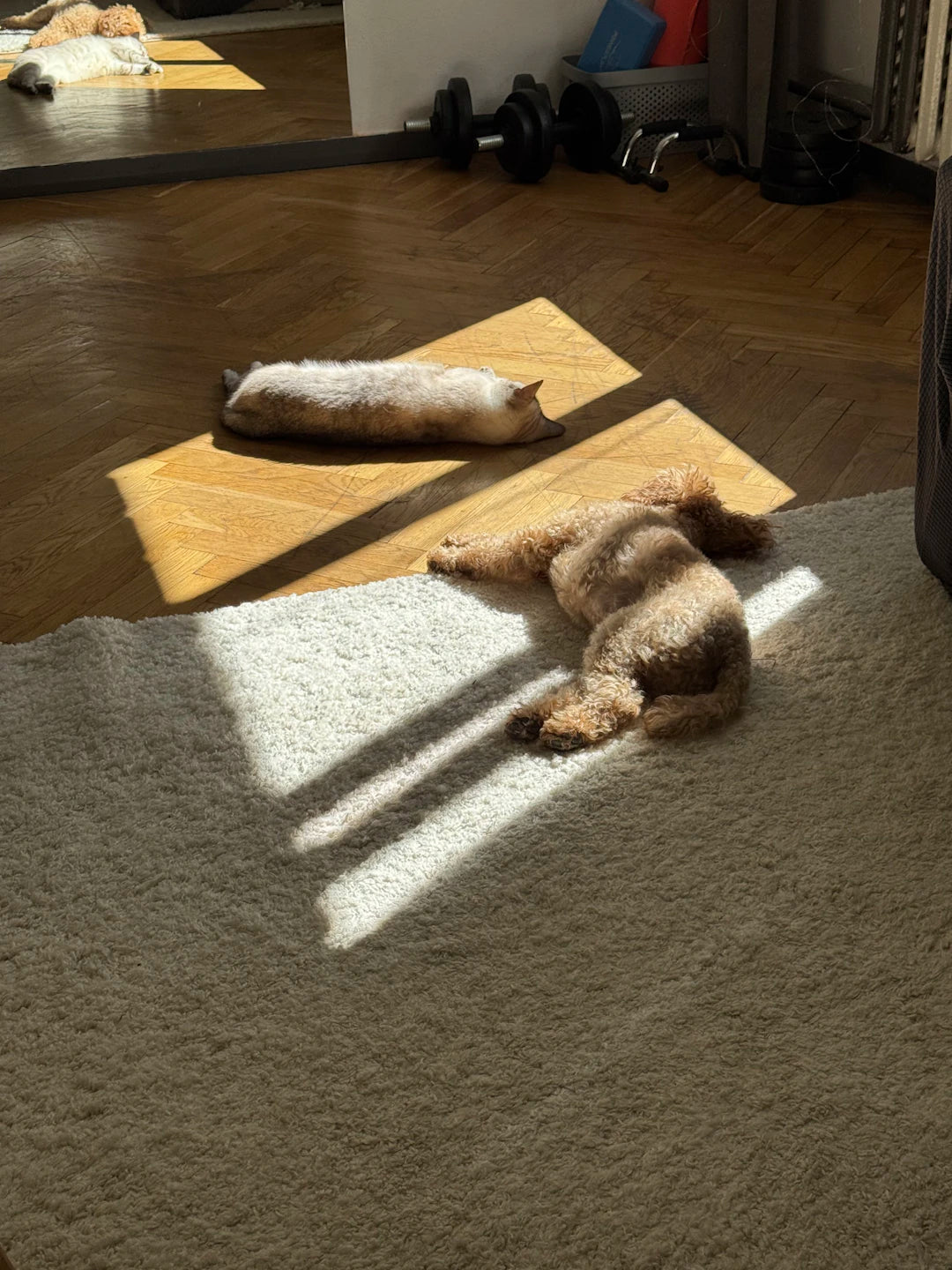 Creating Safe Spaces for Pets in Small Homes